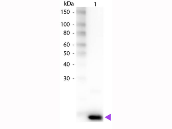 IL-9 Antibody Biotin Conjugated