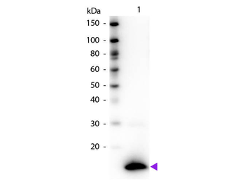 TSLP Antibody (Biotin)