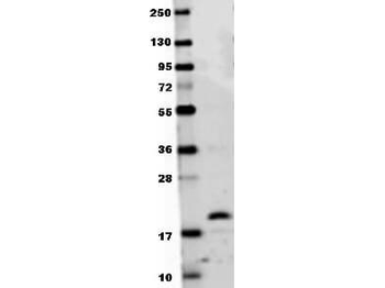 Tnfsf11 Antibody