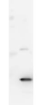 Mouse IL-17A Antibody