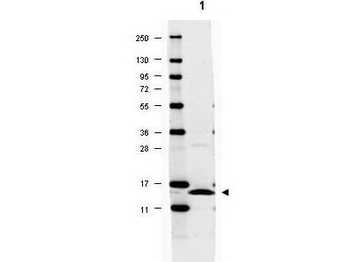 IL-17A Antibody