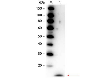 IL-17A Antibody Peroxidase Conjugated
