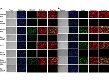 Apolipoprotein A-I Antibody