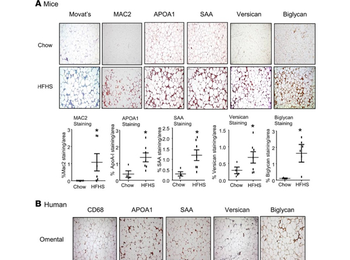 Apolipoprotein A-I Antibody