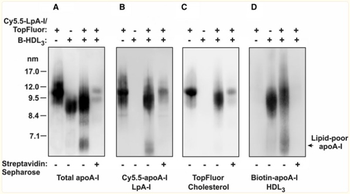 Apolipoprotein A-I Antibody