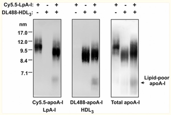 Apolipoprotein A-I Antibody