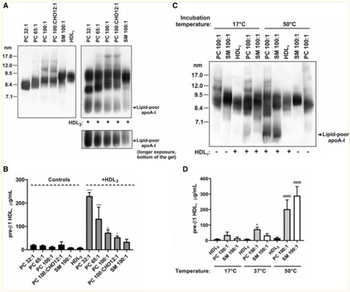 Apolipoprotein A-I Antibody