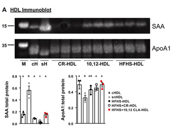 Apolipoprotein A-I Antibody