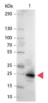 GFP Antibody Alkaline Phosphatase Conjugated