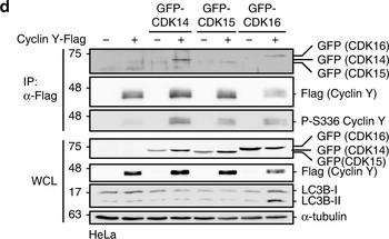 GFP Monoclonal Antibody