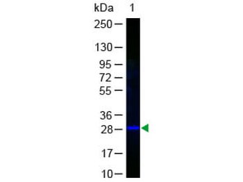 GFP Antibody Fluorescein Conjugated