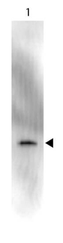 GFP Antibody Peroxidase Conjugate