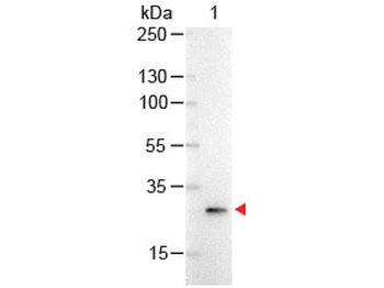 GFP Antibody Alkaline Phosphatase Conjugated