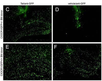 GFP Antibody Biotin Conjugated