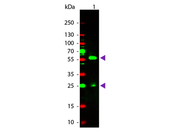 Biotin Antibody Rhodamine Conjugated
