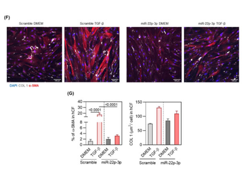 Collagen Type I Antibody