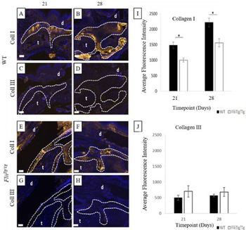 Collagen Type I Antibody