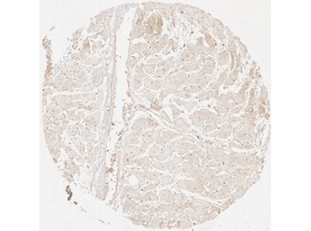 Collagen Type III Antibody