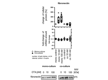 FN1 Antibody