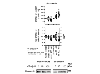 FN1 Antibody