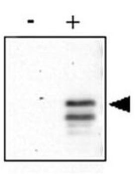 CREB phospho S133 Antibody