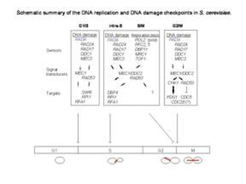 RAD9 Antibody