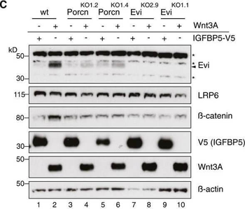 V5 Epitope Tag Antibody