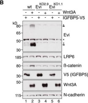 V5 Epitope Tag Antibody