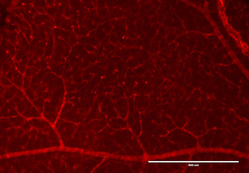 RFP Antibody Pre-adsorbed