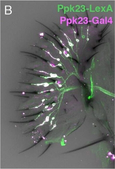 RFP Antibody Pre-adsorbed