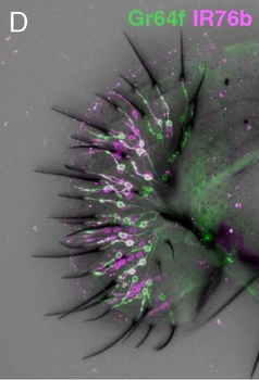 RFP Antibody Pre-adsorbed