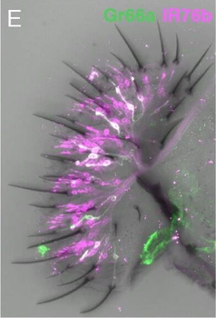 RFP Antibody Pre-adsorbed