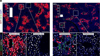 RFP Antibody Pre-adsorbed