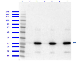 RFP Antibody Pre-adsorbed