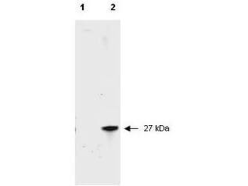 RFP Antibody Pre-adsorbed