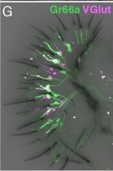 RFP Antibody Pre-adsorbed