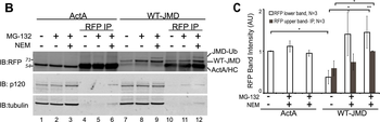 RFP Antibody Pre-adsorbed