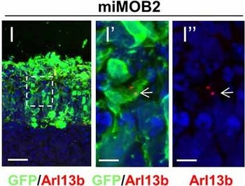 RFP Antibody Pre-adsorbed