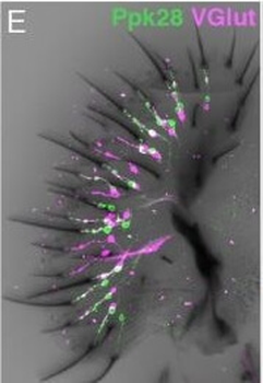 RFP Antibody Pre-adsorbed