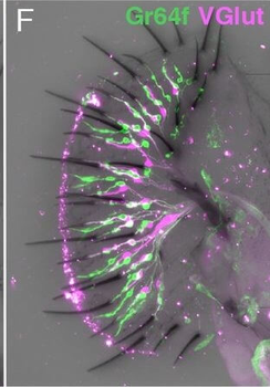 RFP Antibody Pre-adsorbed