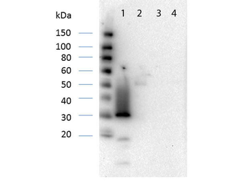 RFP Antibody Pre-adsorbed