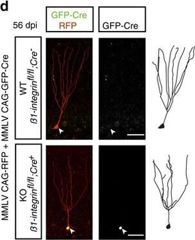 RFP Antibody Pre-adsorbed