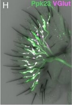RFP Antibody Pre-adsorbed