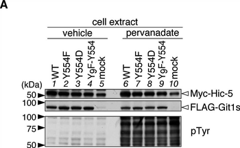 MYC Epitope Tag Antibody