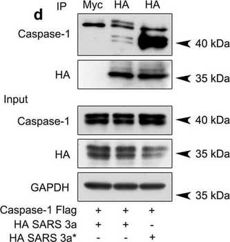 DYKDDDDK Tag (FLAG) Antibody
