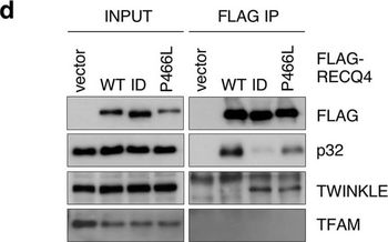 DYKDDDDK Tag (FLAG) Antibody