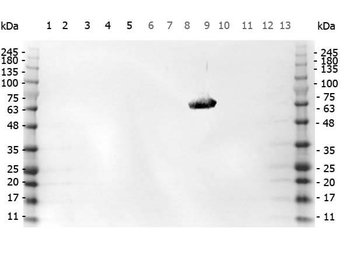 DYKDDDDK Tag (FLAG) Antibody