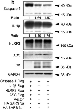 HA Epitope Tag Antibody