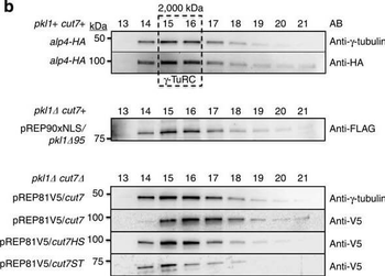 HA Epitope Tag Antibody
