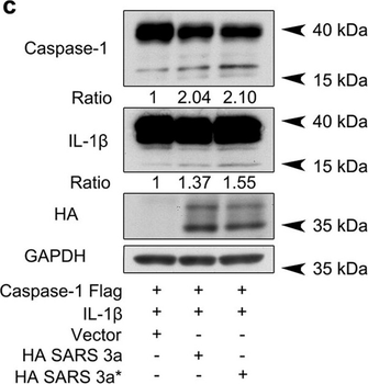 HA Epitope Tag Antibody